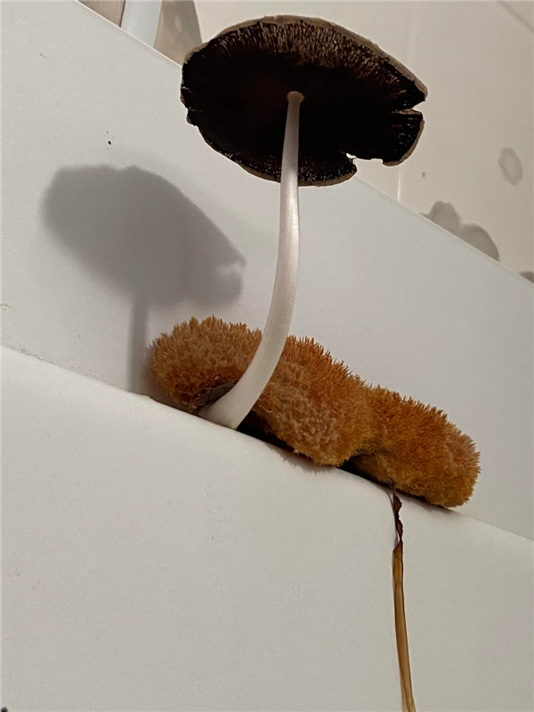 浴室里突然出现橙色“海绵” 还长出蘑菇：到底是个啥
