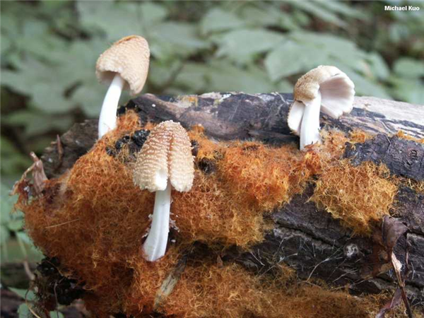 浴室里突然出现橙色“海绵” 还长出蘑菇：到底是个啥