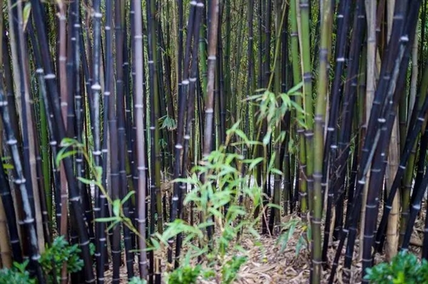  这种日本竹子生长120年才开花：结果会比想象得还严重