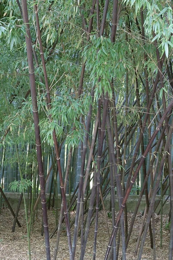  这种日本竹子生长120年才开花：结果会比想象得还严重