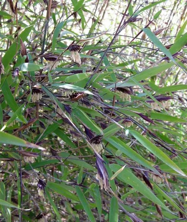  这种日本竹子生长120年才开花：结果会比想象得还严重