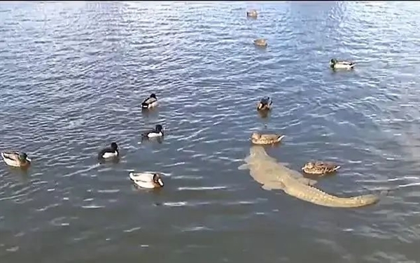 翻鳄鱼围栏自拍游客险被撕碎！愚蠢决定竟是因为：我以为它是雕像