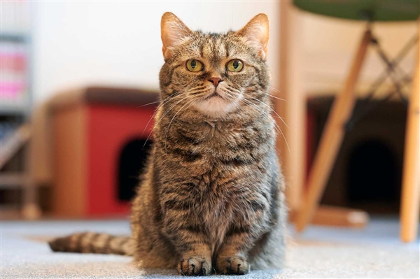 掉进火锅的猫咪已送医：取名51