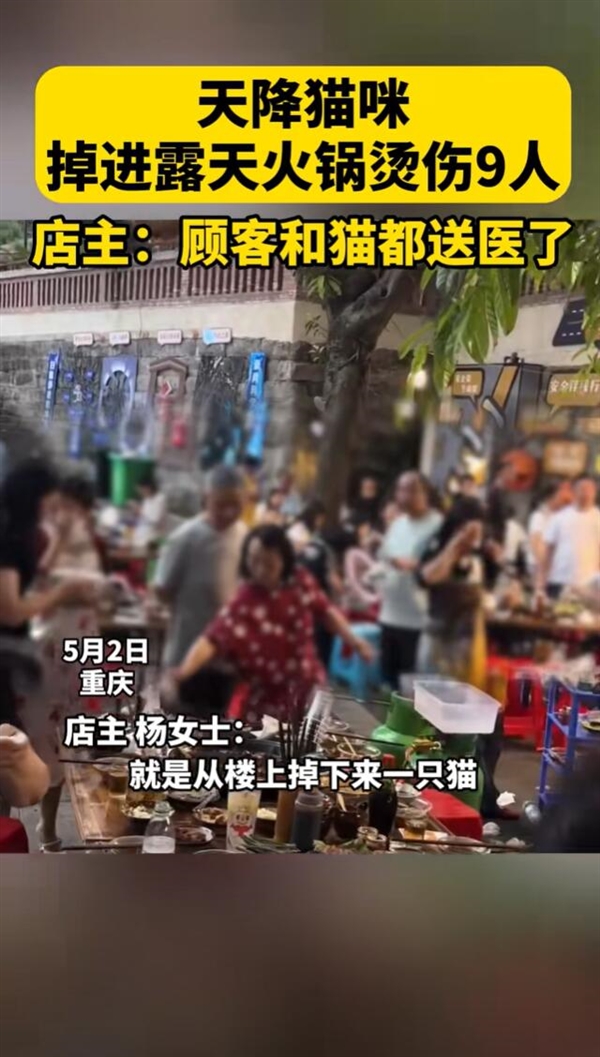 掉进火锅的猫咪已送医：取名51