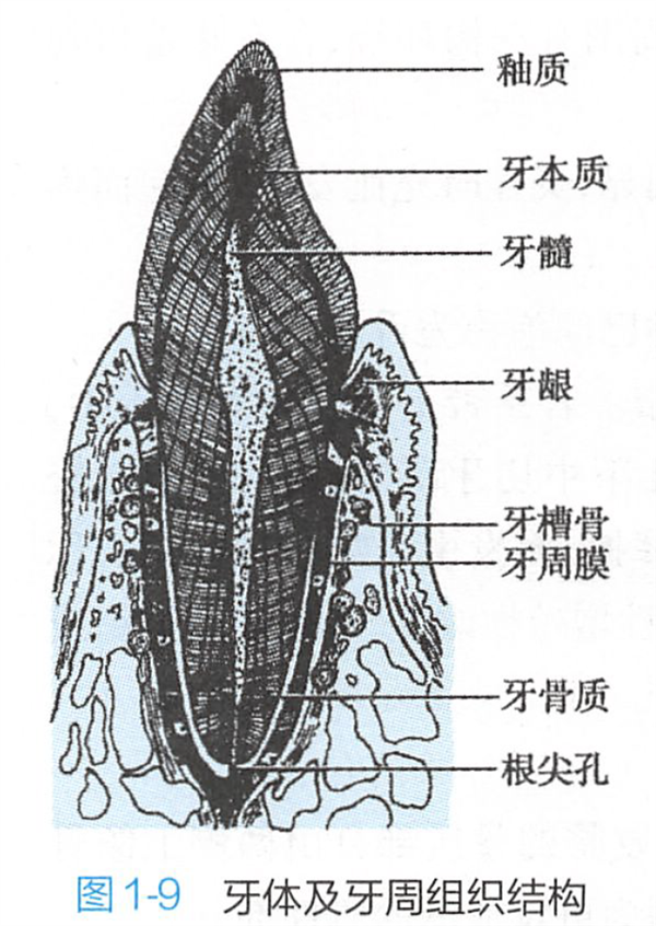 给曹操一盒布洛芬 能拯救他的头痛吗